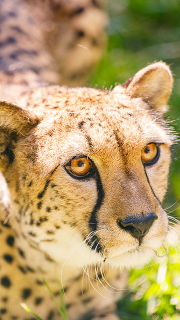 Guepardo en Selwo Aventura Estepona