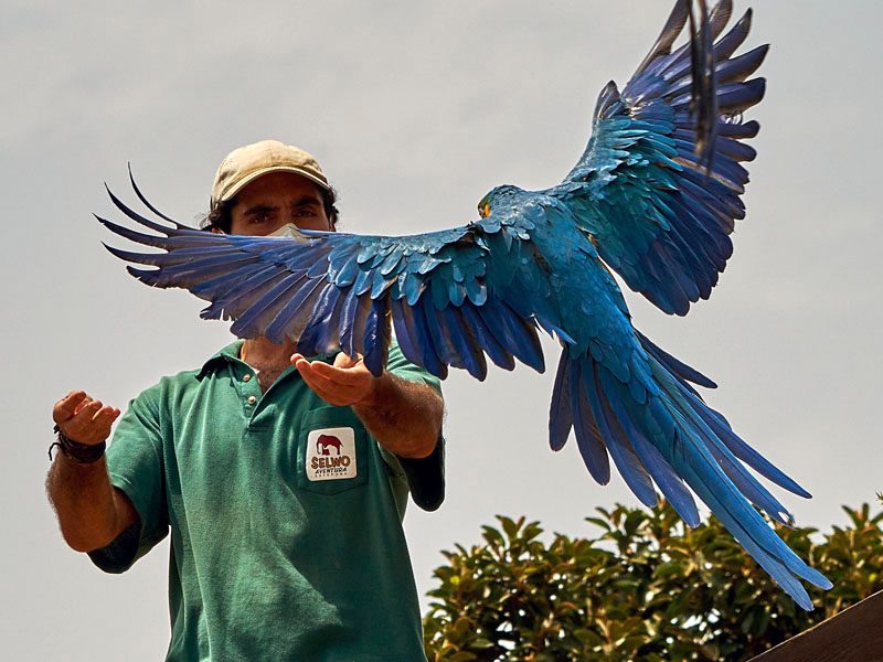 Presentación de aves