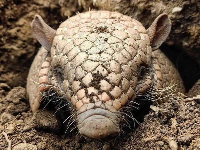 Selwo Aventura - Armadillo de seis bandas