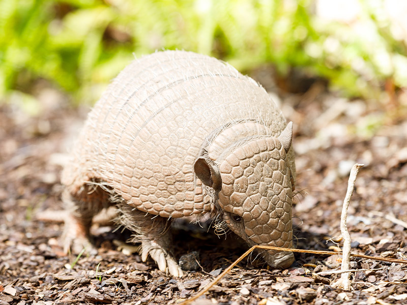 Selwo Aventura - Armadillo de seis bandas