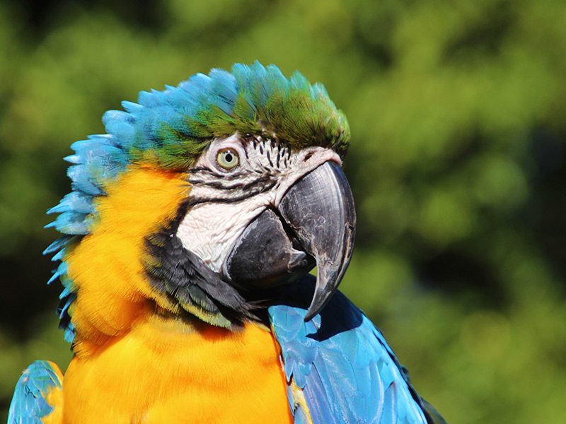 Guacamayo azul y amarillo