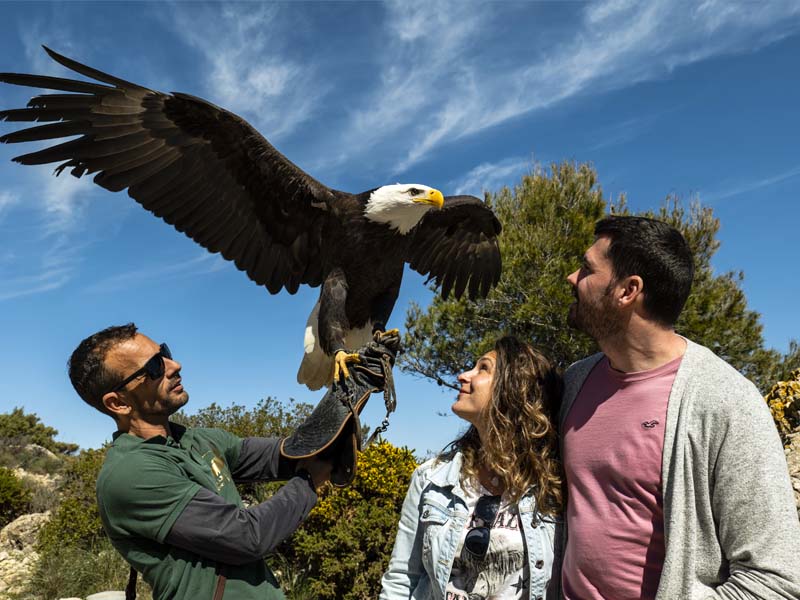 Presentación de vuelo de aves rapaces en la cima del monte Calamorro