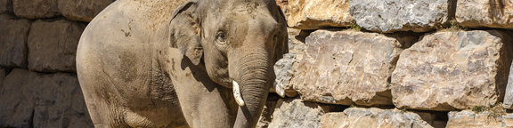 DIST-SWA-Elefante.jpg